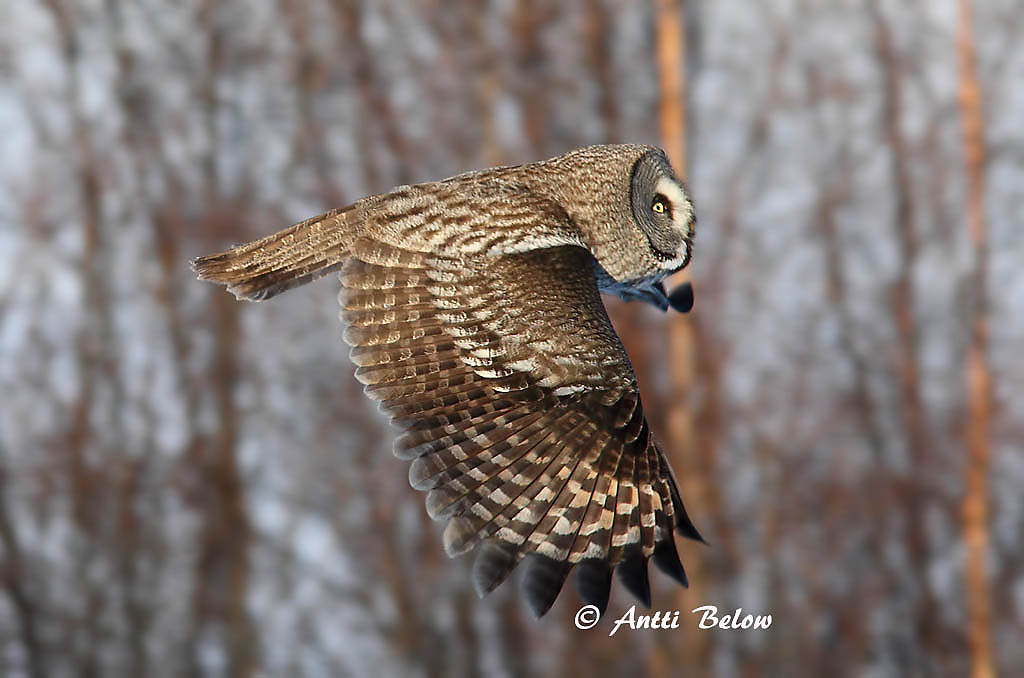 Avainsanat: Laplandsugle Laplanduil Great Grey Owl Habekakk Lapinpöllö Chouette lapone Bartkauz Szakállas bagoly Lappugla Lappugle Coruja-lapónica Strix nebulosa Cárabo Lapón Lappuggla