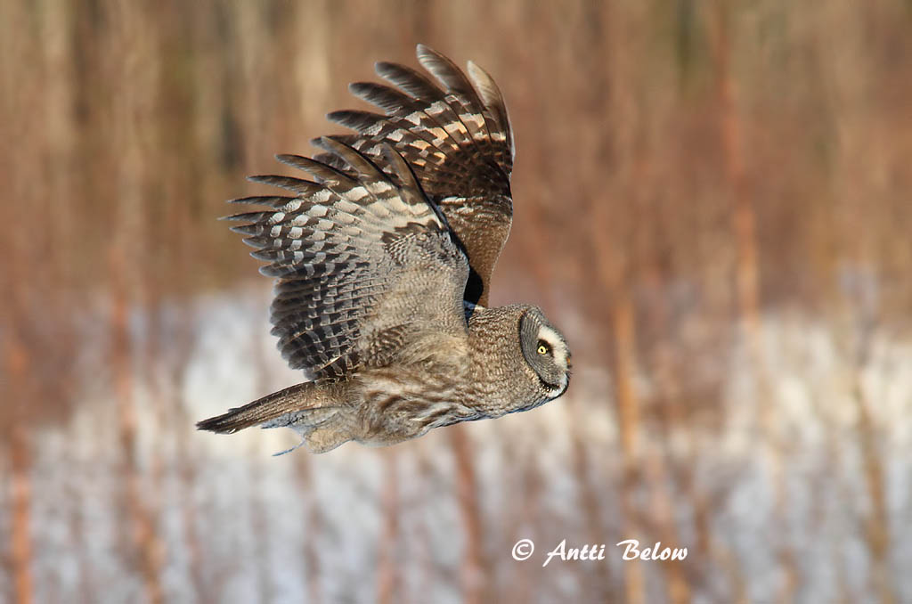 Avainsanat: Laplandsugle Laplanduil Great Grey Owl Habekakk Lapinpöllö Chouette lapone Bartkauz Szakállas bagoly Lappugla Lappugle Coruja-lapónica Strix nebulosa Cárabo Lapón Lappuggla