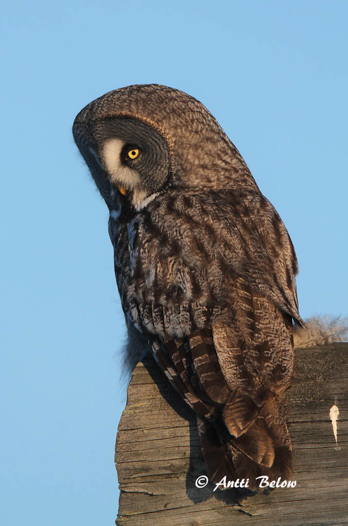 Avainsanat: Laplandsugle Laplanduil Great Grey Owl Habekakk Lapinpöllö Chouette lapone Bartkauz Szakállas bagoly Lappugla Lappugle Coruja-lapónica Strix nebulosa Cárabo Lapón Lappuggla