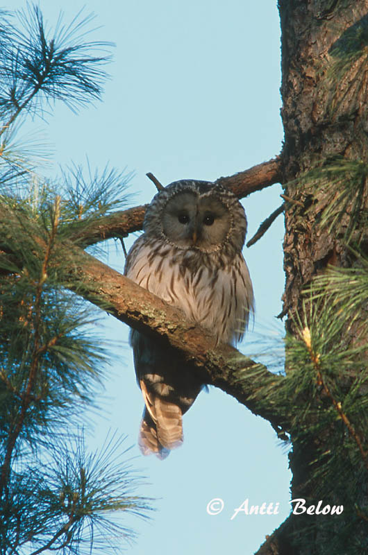 Avainsanat: Slagugle Oeraluil Ural Owl Händkakk Viirupöllö Chouette de l'Oural Habichtskauz Uráli bagoly Valugla Slagugle Coruja-uralense Strix uralensis Cárabo Uralense Slaguggla