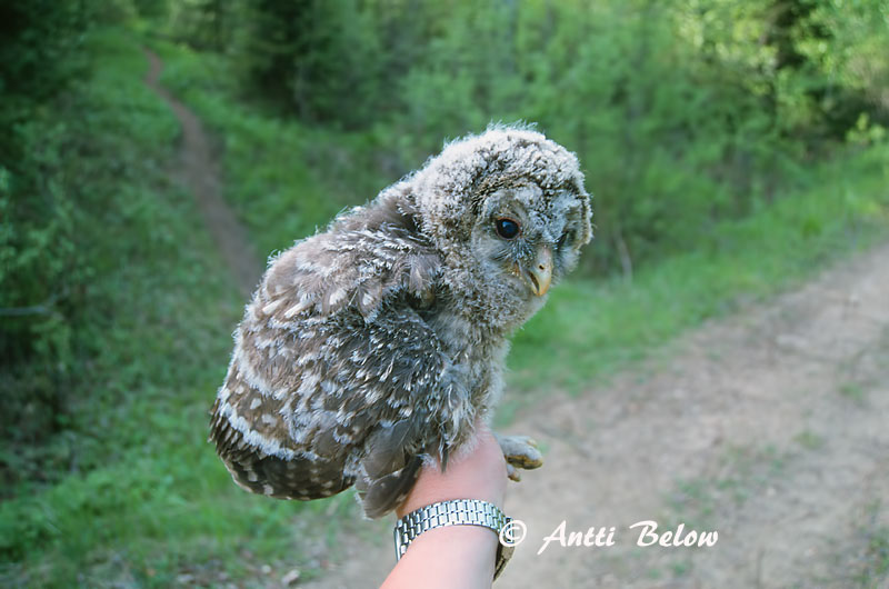 Avainsanat: Slagugle Oeraluil Ural Owl Händkakk Viirupöllö Chouette de l'Oural Habichtskauz Uráli bagoly Valugla Slagugle Coruja-uralense Strix uralensis Cárabo Uralense Slaguggla