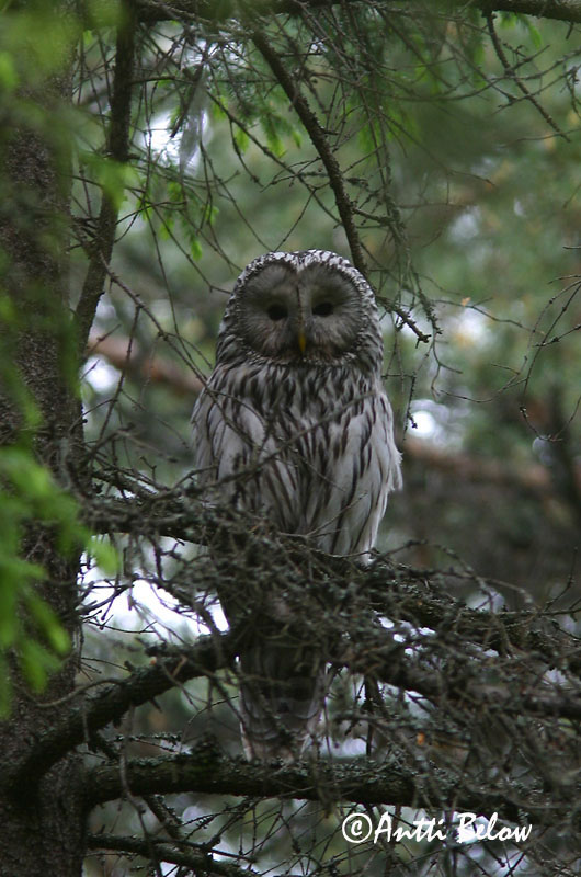 Avainsanat: Slagugle Oeraluil Ural Owl Händkakk Viirupöllö Chouette de l'Oural Habichtskauz Uráli bagoly Valugla Slagugle Coruja-uralense Strix uralensis Cárabo Uralense Slaguggla
