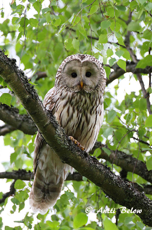 Avainsanat: Slagugle Oeraluil Ural Owl Händkakk Viirupöllö Chouette de l'Oural Habichtskauz Uráli bagoly Valugla Slagugle Coruja-uralense Strix uralensis Cárabo Uralense Slaguggla
