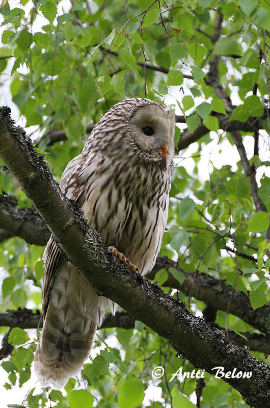 Avainsanat: Slagugle Oeraluil Ural Owl Händkakk Viirupöllö Chouette de l'Oural Habichtskauz Uráli bagoly Valugla Slagugle Coruja-uralense Strix uralensis Cárabo Uralense Slaguggla