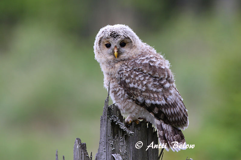 Avainsanat: Slagugle Oeraluil Ural Owl Händkakk Viirupöllö Chouette de l'Oural Habichtskauz Uráli bagoly Valugla Slagugle Coruja-uralense Strix uralensis Cárabo Uralense Slaguggla