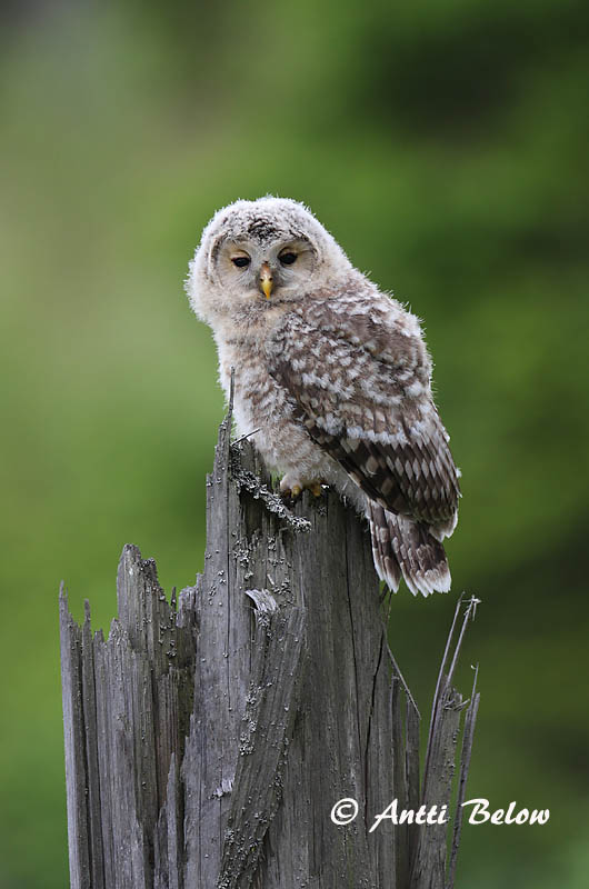 Avainsanat: Slagugle Oeraluil Ural Owl Händkakk Viirupöllö Chouette de l'Oural Habichtskauz Uráli bagoly Valugla Slagugle Coruja-uralense Strix uralensis Cárabo Uralense Slaguggla