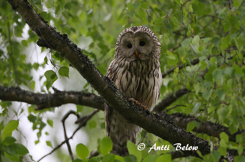 Avainsanat: Slagugle Oeraluil Ural Owl Händkakk Viirupöllö Chouette de l'Oural Habichtskauz Uráli bagoly Valugla Slagugle Coruja-uralense Strix uralensis Cárabo Uralense Slaguggla