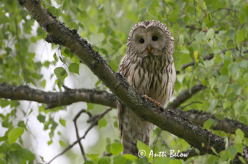 Avainsanat: Slagugle Oeraluil Ural Owl Händkakk Viirupöllö Chouette de l'Oural Habichtskauz Uráli bagoly Valugla Slagugle Coruja-uralense Strix uralensis Cárabo Uralense Slaguggla