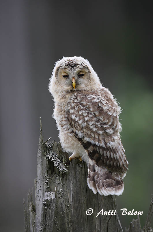 Avainsanat: Slagugle Oeraluil Ural Owl Händkakk Viirupöllö Chouette de l'Oural Habichtskauz Uráli bagoly Valugla Slagugle Coruja-uralense Strix uralensis Cárabo Uralense Slaguggla