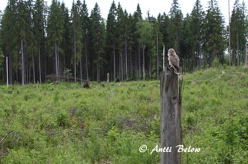 Avainsanat: Slagugle Oeraluil Ural Owl Händkakk Viirupöllö Chouette de l'Oural Habichtskauz Uráli bagoly Valugla Slagugle Coruja-uralense Strix uralensis Cárabo Uralense Slaguggla