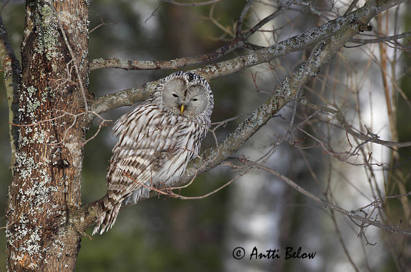 Avainsanat: Slagugle Oeraluil Ural Owl Händkakk Viirupöllö Chouette de l'Oural Habichtskauz Uráli bagoly Valugla Slagugle Coruja-uralense Strix uralensis Cárabo Uralense Slaguggla