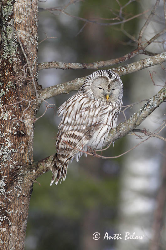 Avainsanat: Slagugle Oeraluil Ural Owl Händkakk Viirupöllö Chouette de l'Oural Habichtskauz Uráli bagoly Valugla Slagugle Coruja-uralense Strix uralensis Cárabo Uralense Slaguggla