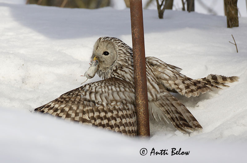 Avainsanat: Slagugle Oeraluil Ural Owl Händkakk Viirupöllö Chouette de l'Oural Habichtskauz Uráli bagoly Valugla Slagugle Coruja-uralense Strix uralensis Cárabo Uralense Slaguggla