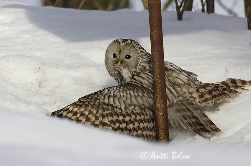 Avainsanat: Slagugle Oeraluil Ural Owl Händkakk Viirupöllö Chouette de l'Oural Habichtskauz Uráli bagoly Valugla Slagugle Coruja-uralense Strix uralensis Cárabo Uralense Slaguggla