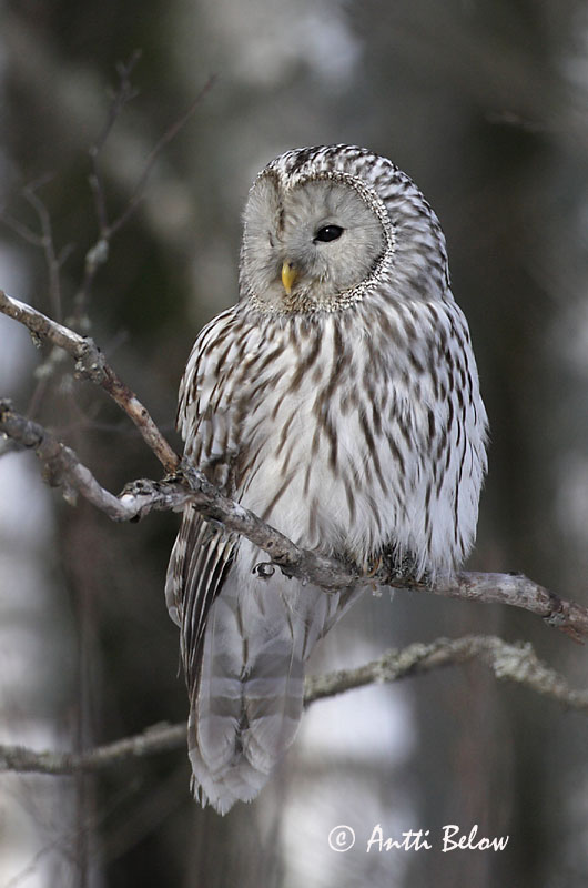 Avainsanat: Slagugle Oeraluil Ural Owl Händkakk Viirupöllö Chouette de l'Oural Habichtskauz Uráli bagoly Valugla Slagugle Coruja-uralense Strix uralensis Cárabo Uralense Slaguggla