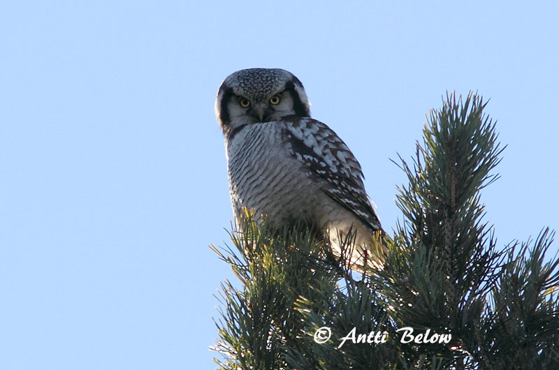 Avainsanat: Høgeugle Sperweruil Northern Hawk Owl Vöötkakk Hiiripöllö Chouette épervière Sperbereule Karvalybagoly Haukugla Haukugle Coruja-gavião Surnia ulula Lechuza Gavilana Hökuggla