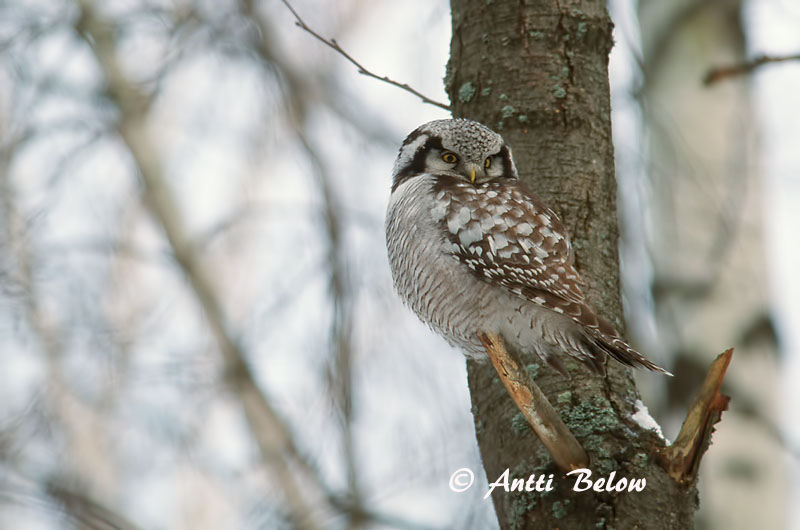 Avainsanat: Høgeugle Sperweruil Northern Hawk Owl Vöötkakk Hiiripöllö Chouette épervière Sperbereule Karvalybagoly Haukugla Haukugle Coruja-gavião Surnia ulula Lechuza Gavilana Hökuggla