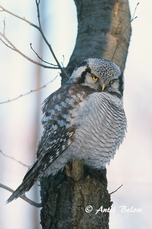 Avainsanat: Høgeugle Sperweruil Northern Hawk Owl Vöötkakk Hiiripöllö Chouette épervière Sperbereule Karvalybagoly Haukugla Haukugle Coruja-gavião Surnia ulula Lechuza Gavilana Hökuggla
