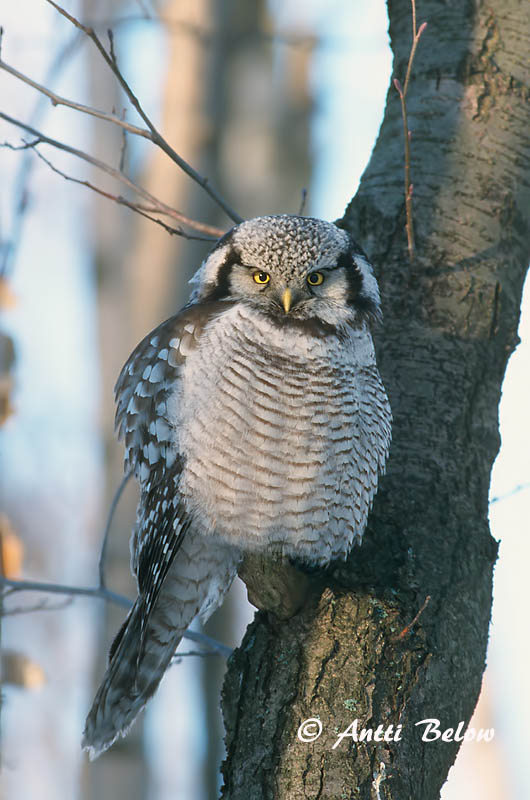 Avainsanat: Høgeugle Sperweruil Northern Hawk Owl Vöötkakk Hiiripöllö Chouette épervière Sperbereule Karvalybagoly Haukugla Haukugle Coruja-gavião Surnia ulula Lechuza Gavilana Hökuggla