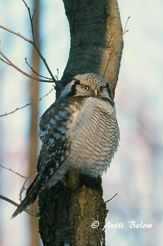 Avainsanat: Høgeugle Sperweruil Northern Hawk Owl Vöötkakk Hiiripöllö Chouette épervière Sperbereule Karvalybagoly Haukugla Haukugle Coruja-gavião Surnia ulula Lechuza Gavilana Hökuggla