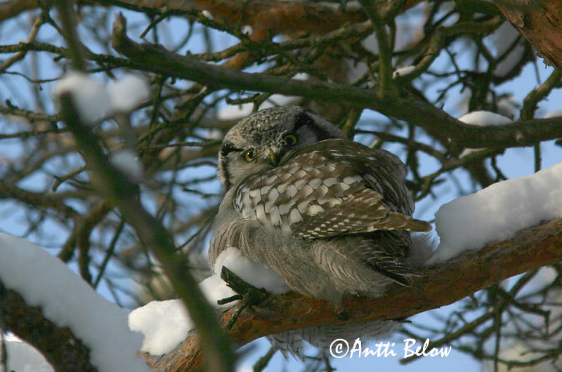 Avainsanat: Høgeugle Sperweruil Northern Hawk Owl Vöötkakk Hiiripöllö Chouette épervière Sperbereule Karvalybagoly Haukugla Haukugle Coruja-gavião Surnia ulula Lechuza Gavilana Hökuggla
