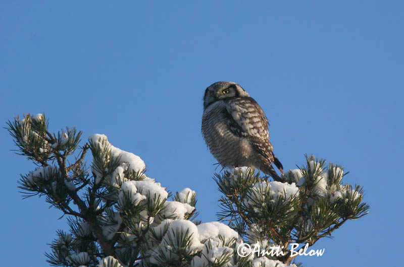 Avainsanat: Høgeugle Sperweruil Northern Hawk Owl Vöötkakk Hiiripöllö Chouette épervière Sperbereule Karvalybagoly Haukugla Haukugle Coruja-gavião Surnia ulula Lechuza Gavilana Hökuggla