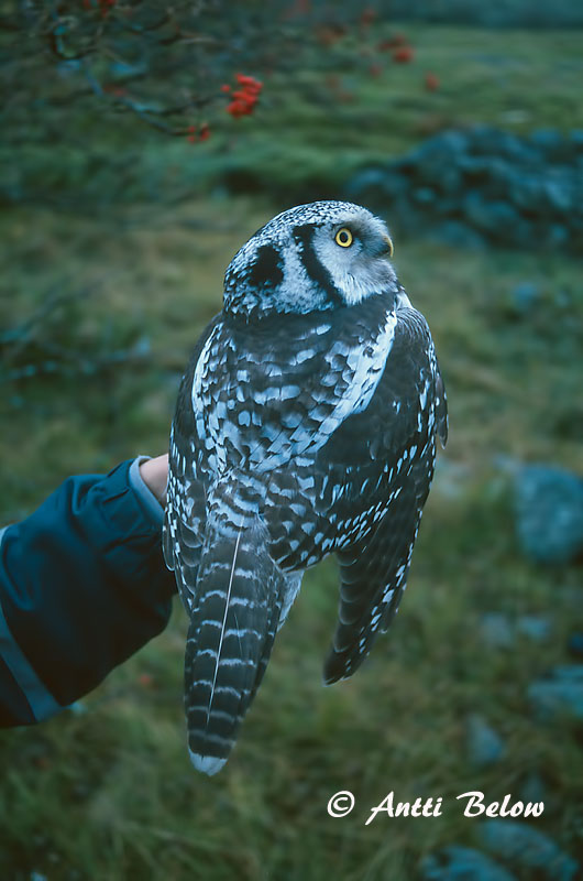 Avainsanat: Høgeugle Sperweruil Northern Hawk Owl Vöötkakk Hiiripöllö Chouette épervière Sperbereule Karvalybagoly Haukugla Haukugle Coruja-gavião Surnia ulula Lechuza Gavilana Hökuggla