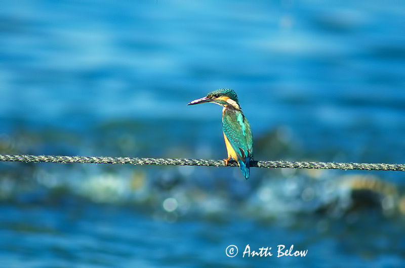 Avainsanat: Blauet Isfugl IJsvogel Common Kingfisher Jäälind Kuningaskalastaja Martin-pêcheur d'Europe Eisvogel Jégmadár Bláþyrill Isfugl Guarda-rios-comum Alcedo atthis Martín Pescador Kungsfiskare