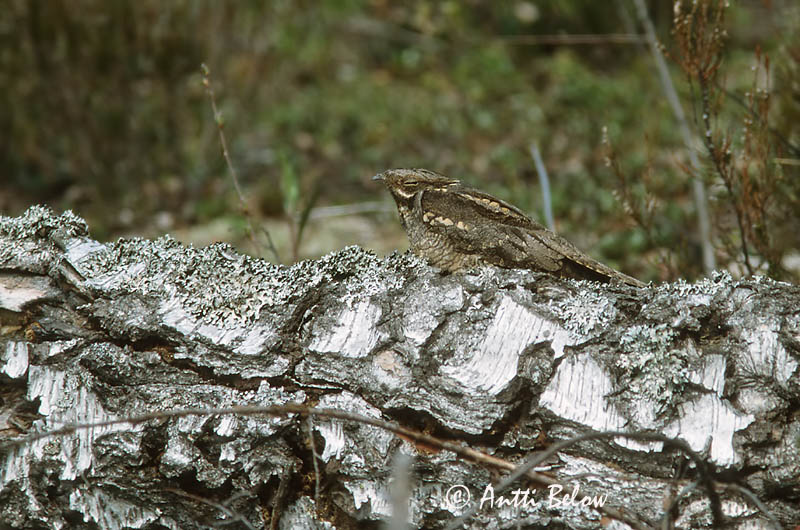 Avainsanat: Enganyapastors Natravn Nachtzwaluw European Nigthjar Öösorr Kehrääjä Engoulevent d'Europe Ziegenmelker Nachtschwalbe Lappantyú Náttfari Nattravn Noitibó da Europa Caprimulgus europaeus Chotacabras Gris Nattskärra