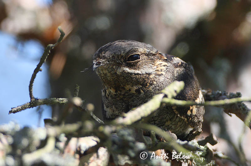 Avainsanat: Enganyapastors Natravn Nachtzwaluw European Nigthjar Öösorr Kehrääjä Engoulevent d'Europe Ziegenmelker Nachtschwalbe Lappantyú Náttfari Nattravn Noitibó da Europa Caprimulgus europaeus Chotacabras Gris Nattskärra
