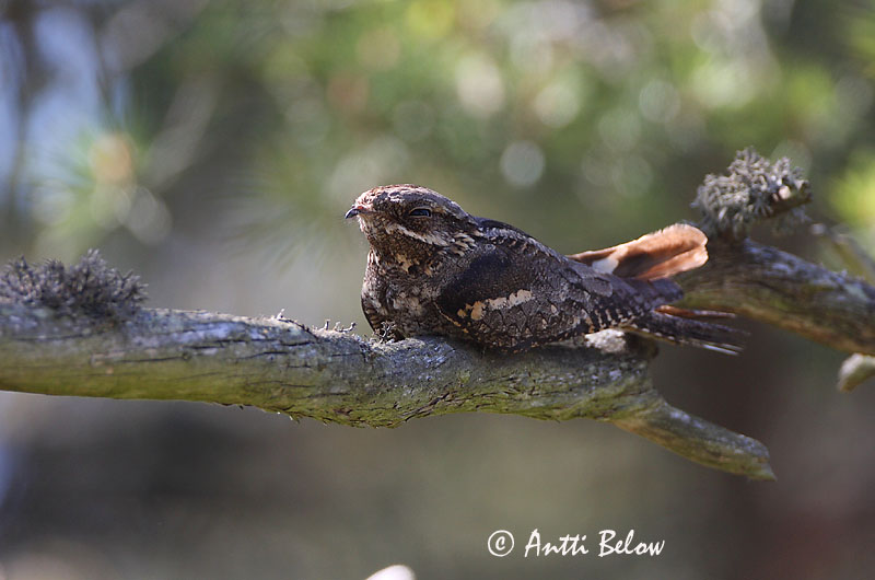 Avainsanat: Enganyapastors Natravn Nachtzwaluw European Nigthjar Öösorr Kehrääjä Engoulevent d'Europe Ziegenmelker Nachtschwalbe Lappantyú Náttfari Nattravn Noitibó da Europa Caprimulgus europaeus Chotacabras Gris Nattskärra
