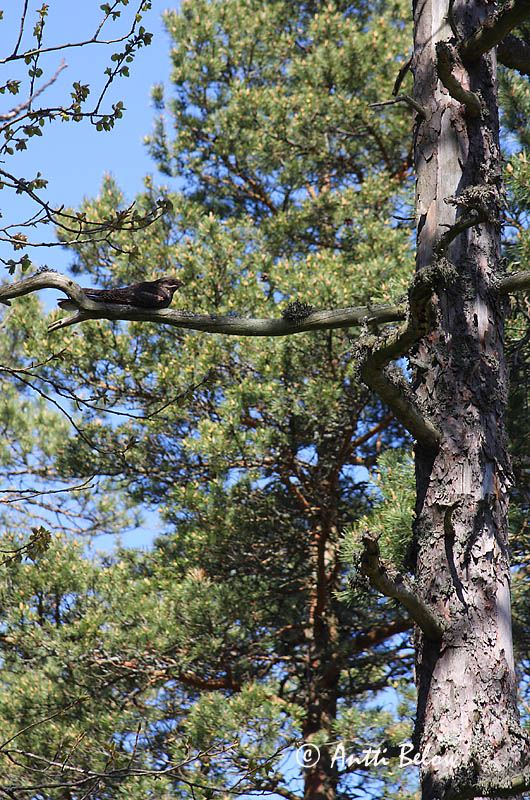 Avainsanat: Enganyapastors Natravn Nachtzwaluw European Nigthjar Öösorr Kehrääjä Engoulevent d'Europe Ziegenmelker Nachtschwalbe Lappantyú Náttfari Nattravn Noitibó da Europa Caprimulgus europaeus Chotacabras Gris Nattskärra