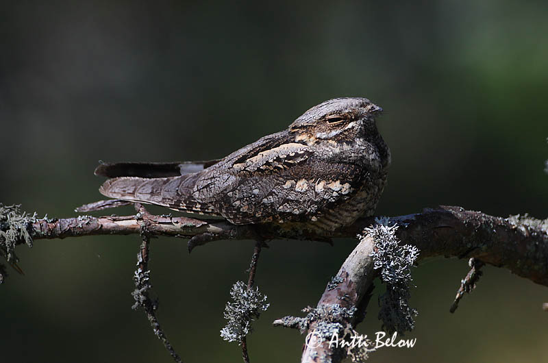 Avainsanat: Enganyapastors Natravn Nachtzwaluw European Nigthjar Öösorr Kehrääjä Engoulevent d'Europe Ziegenmelker Nachtschwalbe Lappantyú Náttfari Nattravn Noitibó da Europa Caprimulgus europaeus Chotacabras Gris Nattskärra
