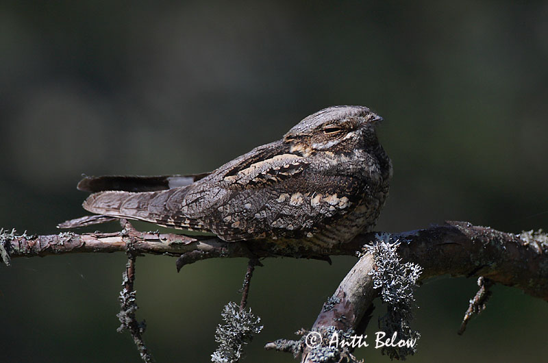 Avainsanat: Enganyapastors Natravn Nachtzwaluw European Nigthjar Öösorr Kehrääjä Engoulevent d'Europe Ziegenmelker Nachtschwalbe Lappantyú Náttfari Nattravn Noitibó da Europa Caprimulgus europaeus Chotacabras Gris Nattskärra