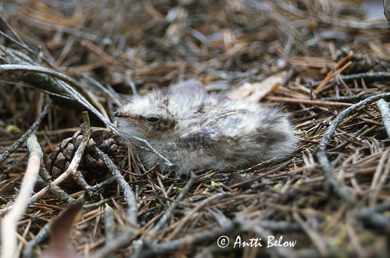 Avainsanat: Enganyapastors Natravn Nachtzwaluw European Nigthjar Öösorr Kehrääjä Engoulevent d'Europe Ziegenmelker Nachtschwalbe Lappantyú Náttfari Nattravn Noitibó da Europa Caprimulgus europaeus Chotacabras Gris Nattskärra