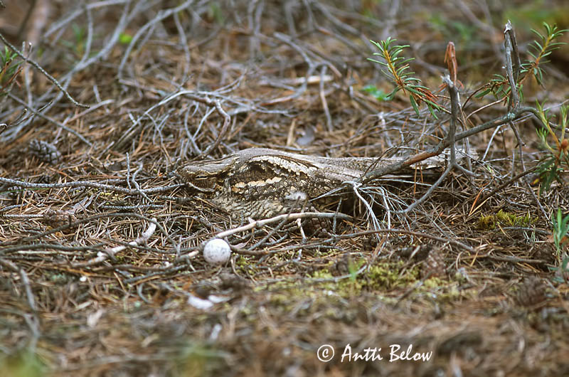Avainsanat: Enganyapastors Natravn Nachtzwaluw European Nigthjar Öösorr Kehrääjä Engoulevent d'Europe Ziegenmelker Nachtschwalbe Lappantyú Náttfari Nattravn Noitibó da Europa Caprimulgus europaeus Chotacabras Gris Nattskärra