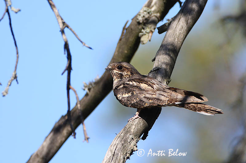 Avainsanat: Enganyapastors Natravn Nachtzwaluw European Nigthjar Öösorr Kehrääjä Engoulevent d'Europe Ziegenmelker Nachtschwalbe Lappantyú Náttfari Nattravn Noitibó da Europa Caprimulgus europaeus Chotacabras Gris Nattskärra
