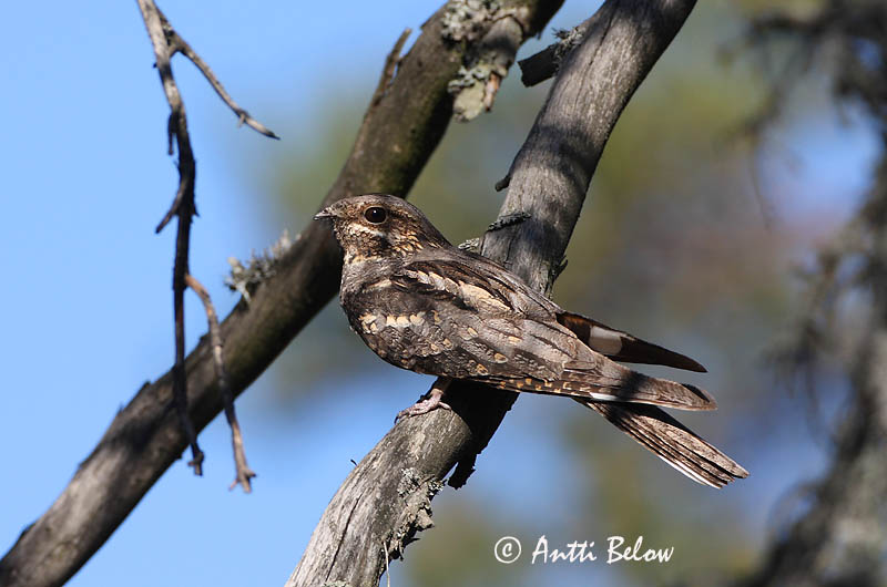 Avainsanat: Enganyapastors Natravn Nachtzwaluw European Nigthjar Öösorr Kehrääjä Engoulevent d'Europe Ziegenmelker Nachtschwalbe Lappantyú Náttfari Nattravn Noitibó da Europa Caprimulgus europaeus Chotacabras Gris Nattskärra