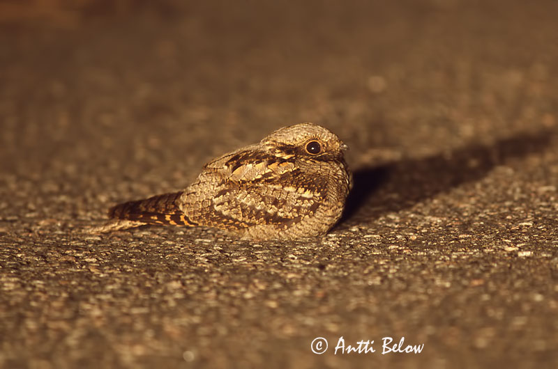 Avainsanat: Enganyapastors Natravn Nachtzwaluw European Nigthjar Öösorr Kehrääjä Engoulevent d'Europe Ziegenmelker Nachtschwalbe Lappantyú Náttfari Nattravn Noitibó da Europa Caprimulgus europaeus Chotacabras Gris Nattskärra