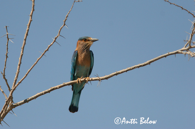 Avainsanat: Intiansininärhi Indian Roller Rollier indien Hinduracke Brednebbråke Coracias benghalensis Carraca India Indisk blåkråka