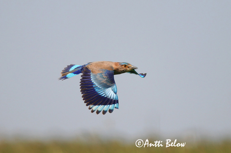 Avainsanat: Intiansininärhi Indian Roller Rollier indien Hinduracke Brednebbråke Coracias benghalensis Carraca India Indisk blåkråka