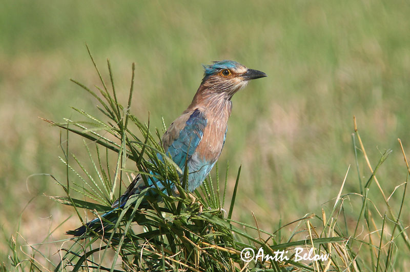 Avainsanat: Intiansininärhi Indian Roller Rollier indien Hinduracke Brednebbråke Coracias benghalensis Carraca India Indisk blåkråka