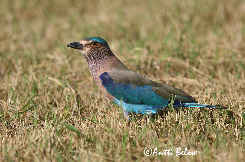 Avainsanat: Intiansininärhi Indian Roller Rollier indien Hinduracke Brednebbråke Coracias benghalensis Carraca India Indisk blåkråka