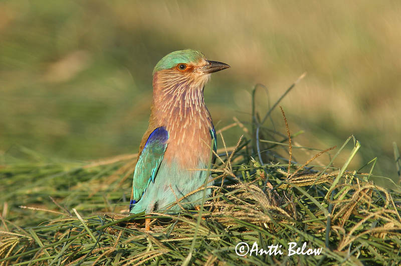 Avainsanat: Intiansininärhi Indian Roller Rollier indien Hinduracke Brednebbråke Coracias benghalensis Carraca India Indisk blåkråka