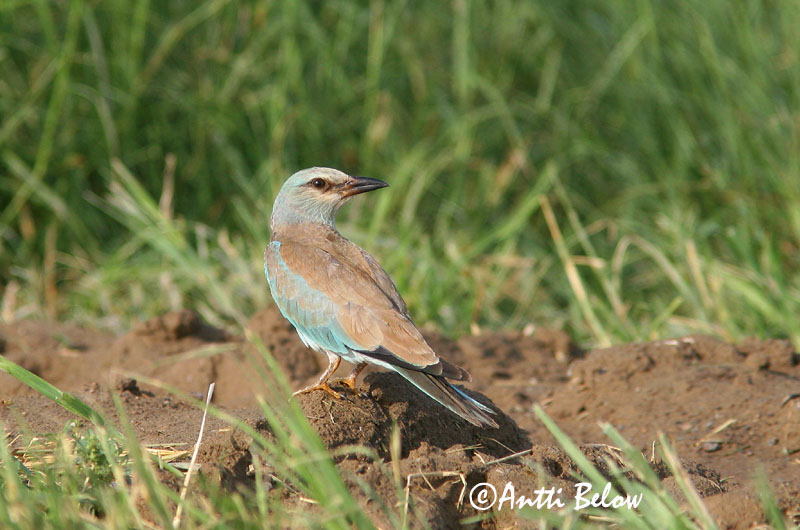 Avainsanat: Gaig blau Ellekrage Scharrelaar European Roller Siniraag Sininärhi Rollier d'Europe Blauracke Szalakóta Bláhrani Blåråke Rolieiro-comum Coracias garrulus Carraca Europea Blåkråka