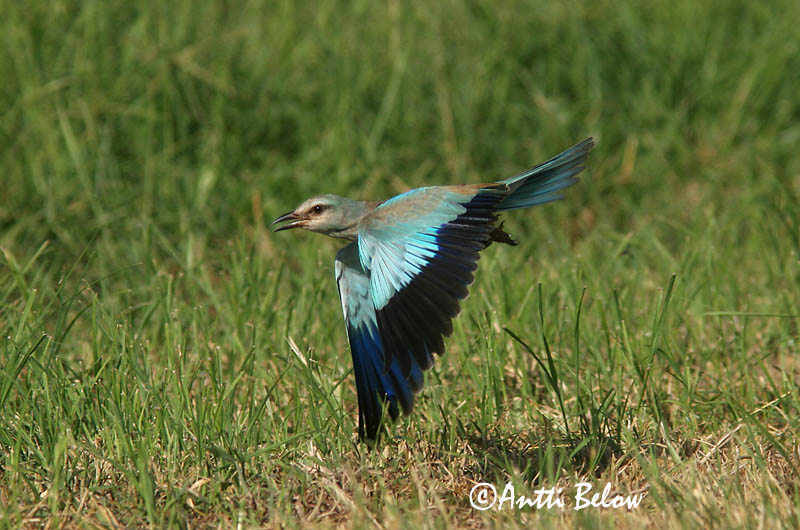 Avainsanat: Gaig blau Ellekrage Scharrelaar European Roller Siniraag Sininärhi Rollier d'Europe Blauracke Szalakóta Bláhrani Blåråke Rolieiro-comum Coracias garrulus Carraca Europea Blåkråka