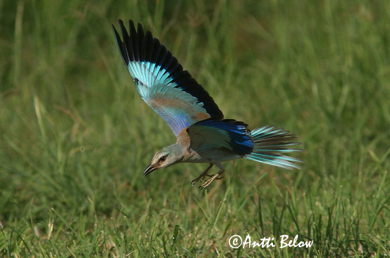 Avainsanat: Gaig blau Ellekrage Scharrelaar European Roller Siniraag Sininärhi Rollier d'Europe Blauracke Szalakóta Bláhrani Blåråke Rolieiro-comum Coracias garrulus Carraca Europea Blåkråka