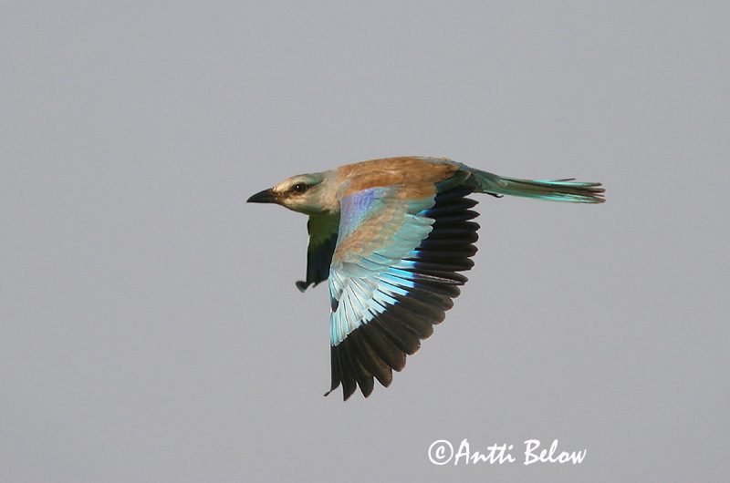 Avainsanat: Gaig blau Ellekrage Scharrelaar European Roller Siniraag Sininärhi Rollier d'Europe Blauracke Szalakóta Bláhrani Blåråke Rolieiro-comum Coracias garrulus Carraca Europea Blåkråka