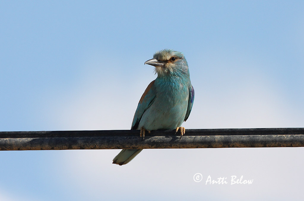 Avainsanat: Gaig blau Ellekrage Scharrelaar European Roller Siniraag Sininärhi Rollier d'Europe Blauracke Szalakóta Bláhrani Blåråke Rolieiro-comum Coracias garrulus Carraca Europea Blåkråka