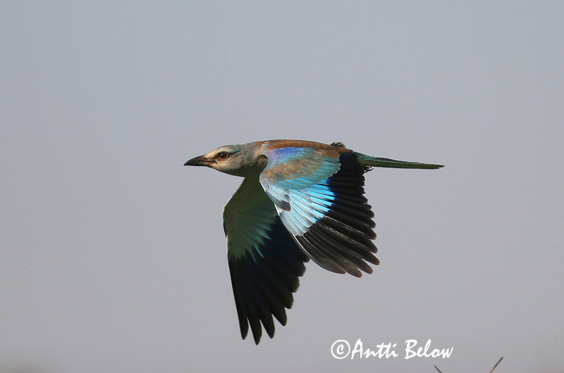 Avainsanat: Gaig blau Ellekrage Scharrelaar European Roller Siniraag Sininärhi Rollier d'Europe Blauracke Szalakóta Bláhrani Blåråke Rolieiro-comum Coracias garrulus Carraca Europea Blåkråka